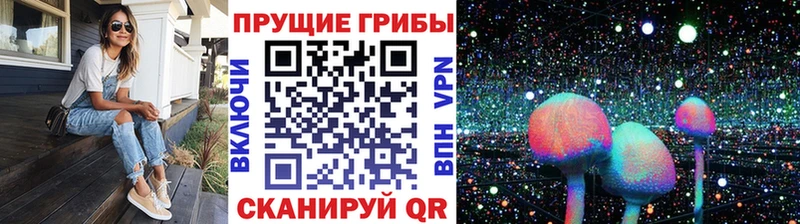Купить закладки  Кашира  Псилоцибиновые грибы GOLDEN TEACHER 